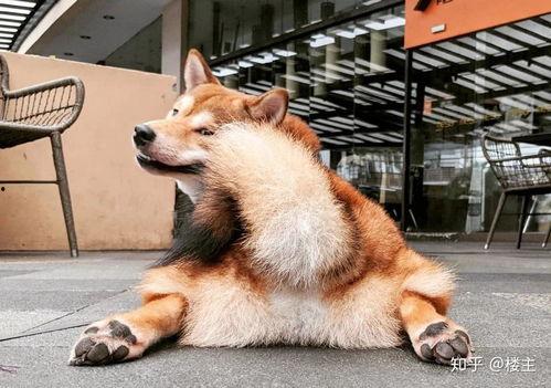 吃瓜小柴是什么,网络红人的崛起与影响力