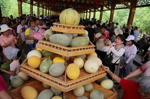 新疆哈密吃瓜群众,瓜香四溢，民众共享甜蜜时光
