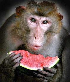 大圣爷吃瓜,大圣爷的瓜田奇遇记