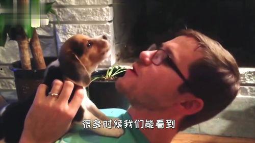 狗狗吃瓜看热闹配音,萌态配音笑翻天