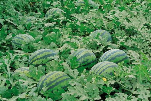 十笏园吃瓜,品味传统园林中的清凉时光