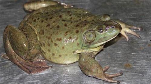 吃瓜百蛙,揭秘娱乐圈背后的那些事儿