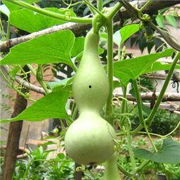 孕妇吃的瓠瓜,瓠瓜的营养与食用指南