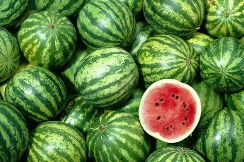 大河瓜吃西瓜视频大全,趣味视频大全,欢乐无限