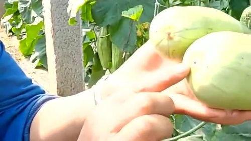 姨妈期可以吃羊角瓜吗吗,营养滋补又健康