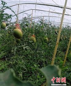 40万吃瓜,揭秘娱乐圈幕后真相