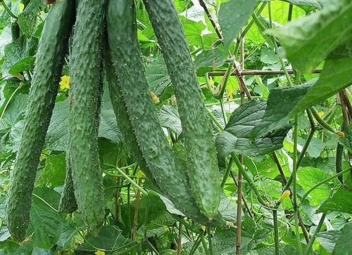 夏天吃梨瓜的好处,梨瓜的营养与保健益处